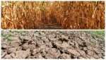 Bani pentru fermierii afectați de seceta pedologică din 2022