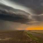 Cod Galben de vijelii