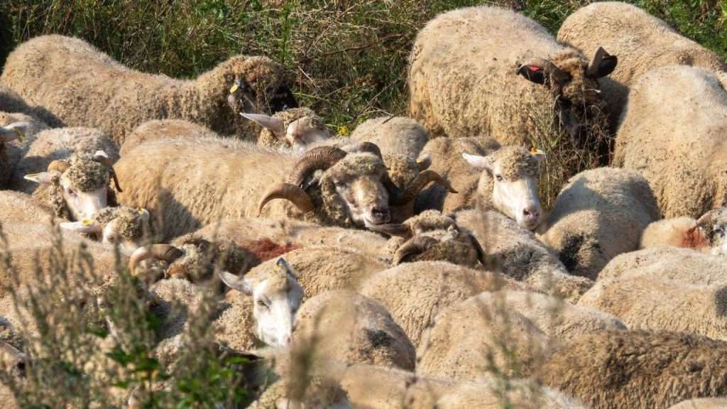 Pesta Micilor Rumegătoare