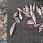 Braconaj pe lacul Surduc