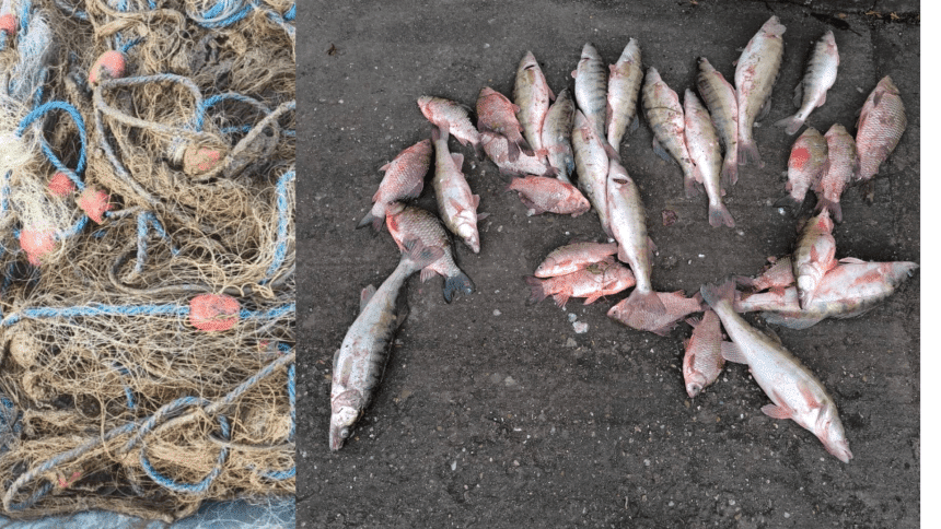 Braconaj pe lacul Surduc