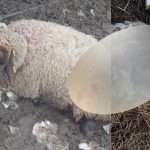 Oi ucise de câinii vagabonzi din Giroc