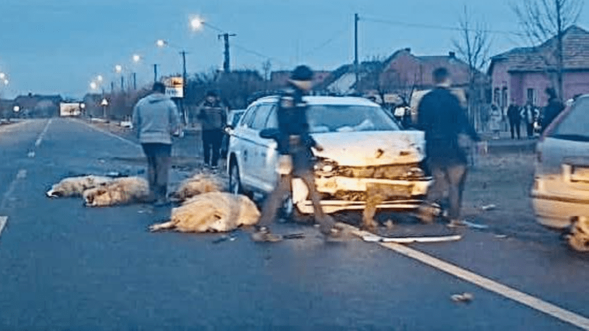 Accident turmă de oi, Izvin