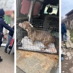 Trei câini salvați de polițiștii din Timișoara, după ce au fost ținuți în condiții improprii și supuși intervențiilor ilegale.