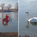 Două lebede salvate de pompieri după ce au rămas blocate pe un lac înghețat din Dumbrăvița, județul Timiș.