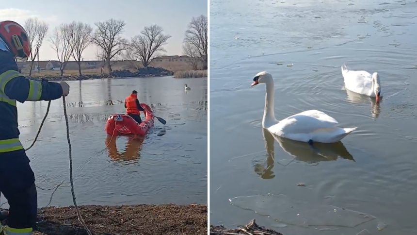 Două lebede salvate de pompieri după ce au rămas blocate pe un lac înghețat din Dumbrăvița, județul Timiș.