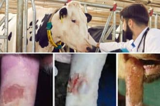 Sacrificarea animalelor și măsurile de restricție implementate în Transdanubia pentru prevenirea răspândirii febrei aftoase în jurul fermei din Kis-Bajcsa
