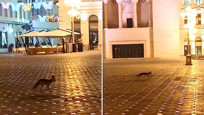 Vulpe surprinsă în Piața Operei din Timișoara, sâmbătă seara, plimbându-se nestingherită în centrul orașului