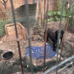 Zeci de animale ținute în mizerie