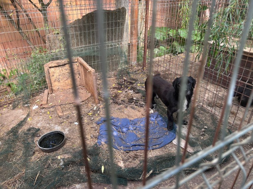 Zeci de animale ținute în mizerie