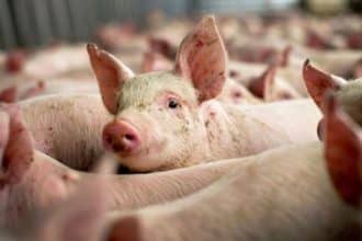 Alertă de pestă porcină în Timiș