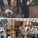 Șapte câini, salvați astăzi