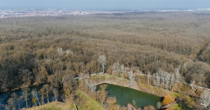Amenajare pentru Padurea Verde din Timisoara ca padure parc cu trasee de plimbare si zone de relaxare