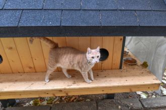 Căsuțe pentru pisici instalate între blocuri în Timișoara conform regulamentului primăriei