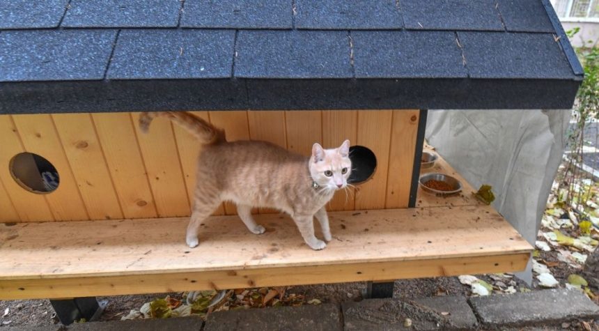 Căsuțe pentru pisici instalate între blocuri în Timișoara conform regulamentului primăriei