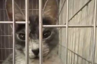 Pisică din rasa Transilvană prezentată la expoziția felină internațională de la Timișoara, exemplificând standardele rasei pentru omologare.