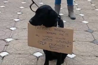 Zeci de persoane s-au adunat în centrul Timișoarei pentru a protesta pentru siguranța patrupezilor