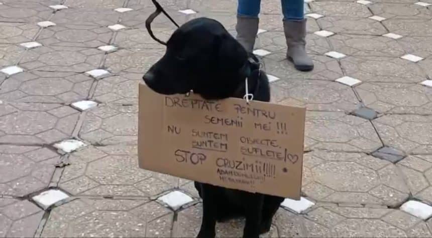 Zeci de persoane s-au adunat în centrul Timișoarei pentru a protesta pentru siguranța patrupezilor
