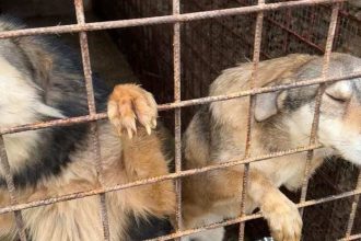 Adăpostul public pentru câini din Timișoara