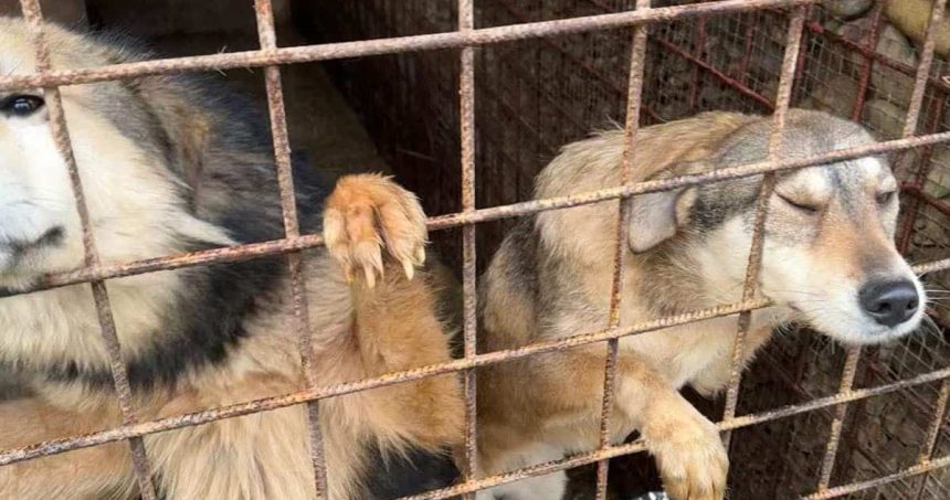 Adăpostul public pentru câini din Timișoara