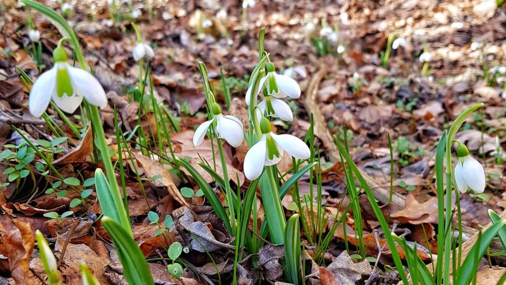 încălzirea vremii în luna martie în România
