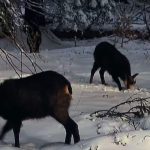 Capre negre căutând hrană într-o pădure acoperită de un strat gros de zăpadă în Munții Retezat