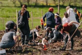 Grup de voluntari CODRU plantând puieți în localitatea Ianova, județul Timiș, în cadrul campaniei de împădurire