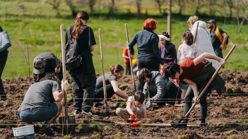 Grup de voluntari CODRU plantând puieți în localitatea Ianova, județul Timiș, în cadrul campaniei de împădurire
