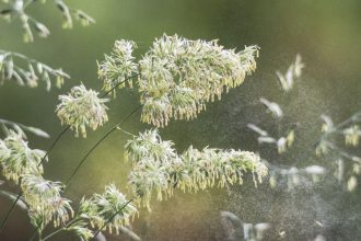 Polen de arbori în aer, cauza principală a alergiilor de primăvară explicate de medicii specialiști.