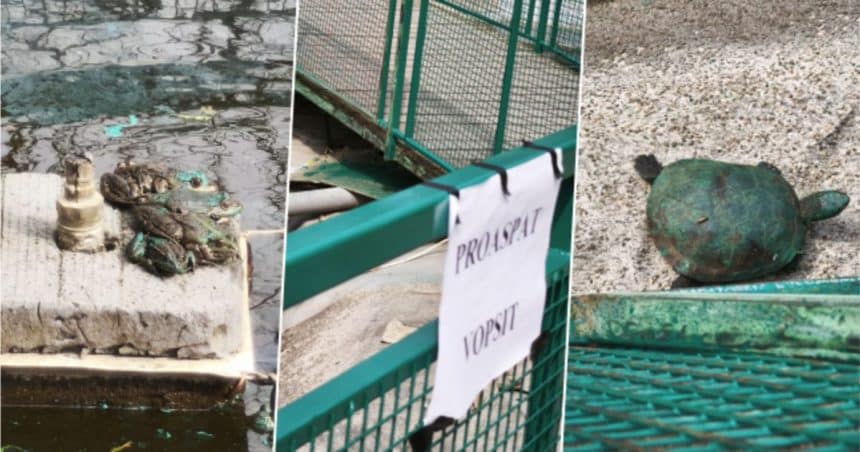 O broască cu urme de vopsea proaspătă pe spate