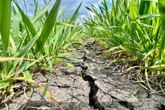 Fermierii avertizează: o lună fără ploi și motorina de peste 10 lei pun în pericol recolta de grâu.