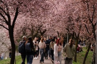 Tunelul Iubirii” de pe malul canalului Bega, Timișoara, martie 2026