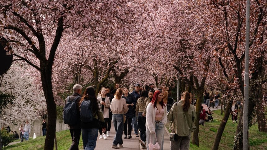 Tunelul Iubirii” de pe malul canalului Bega, Timișoara, martie 2026