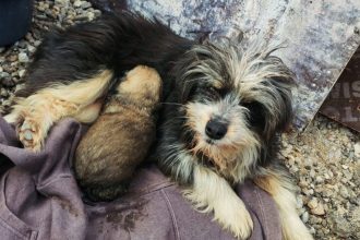 cățeluș salvat dintr-o conductă de canalizare