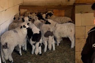 16 ovine furate dintr-o fermă din localitatea Fizeș.