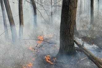Incendiu de pădure la Coșteiu de Sus