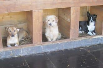 Câine dintr-un adăpost public din Timișoara așteptând să fie adoptat de o familie
