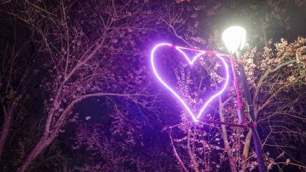 Aleea Tunelul Iubirii din Timișoara iluminată noaptea cu șapte inimi roz și mov printre copacii înfloriți