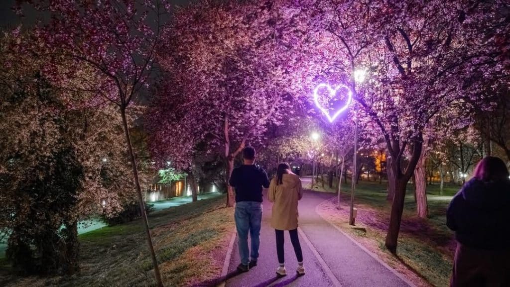 Aleea Tunelul Iubirii din Timișoara iluminată noaptea cu șapte inimi roz și mov printre copacii înfloriți