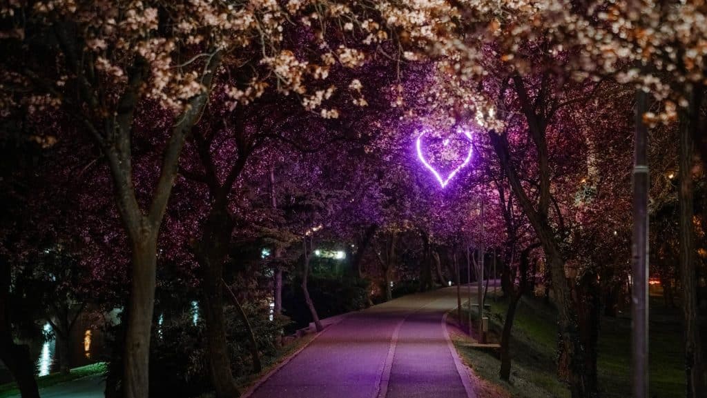 Aleea Tunelul Iubirii din Timișoara iluminată noaptea cu șapte inimi roz și mov printre copacii înfloriți