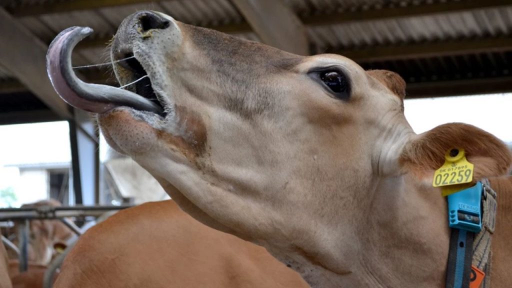 Alertă în Arad: Focar de boala limbii albastre la o fermă cu 280 de animale