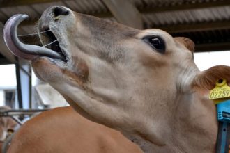 Alertă în Arad: Focar de boala limbii albastre la o fermă cu 280 de animale