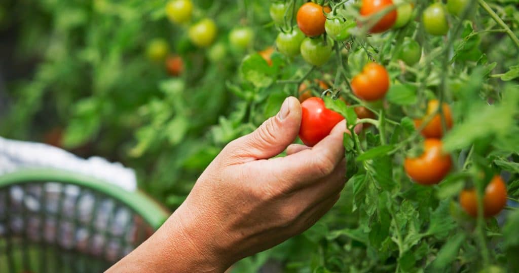 Agricultură ecologică în Timiș, fermier lucrând teren cultivat bio