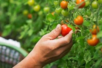 Agricultură ecologică în Timiș, fermier lucrând teren cultivat bio