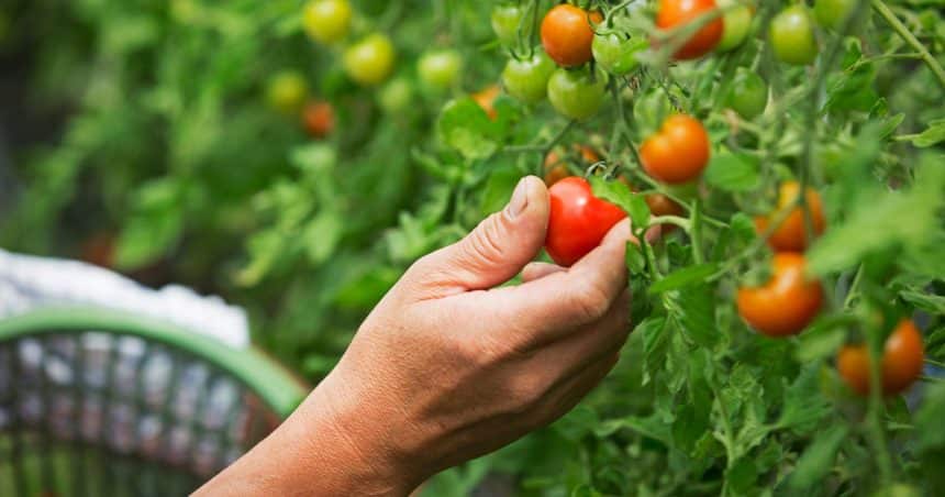 Agricultură ecologică în Timiș, fermier lucrând teren cultivat bio