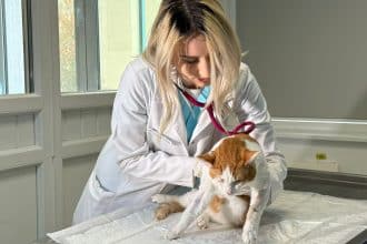 Denisa Săraru: Aplicație urgențe veterinare Timișoara