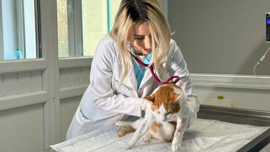 Denisa Săraru: Aplicație urgențe veterinare Timișoara