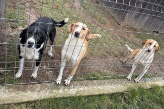 Ziua Internațională a Animalelor fără Stăpân: Abandonul rămâne o problemă critică în Timișoara și Caraș-Severin