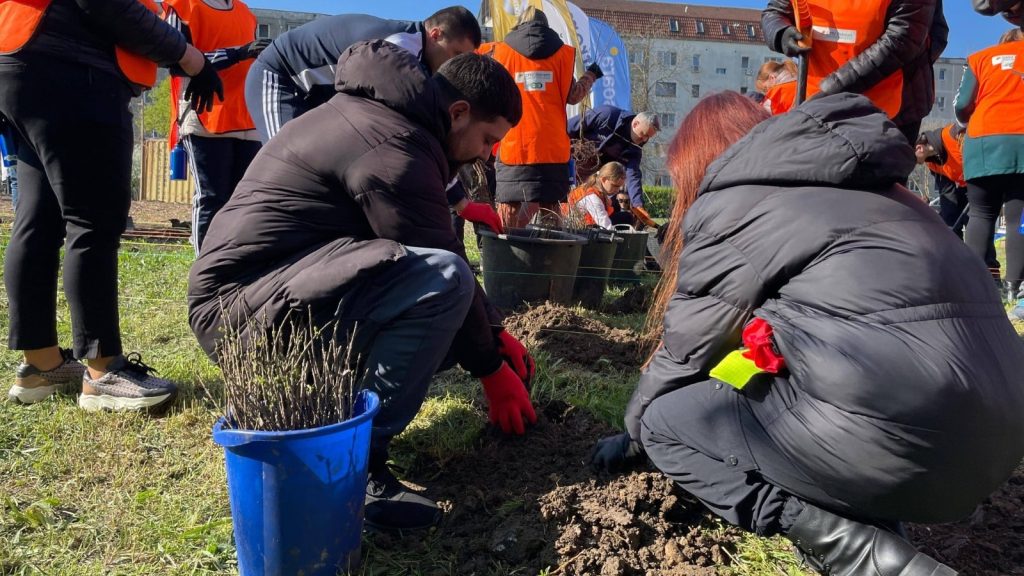 Sute de cetățeni din Timișoara plantând puieți și plante perene pe un fost teren degradat din cartierul Bucovina.