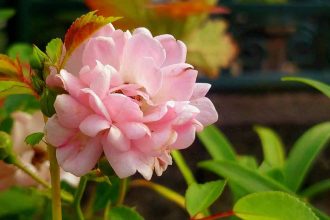 Buchet de flori de primăvară și ramuri de salcie sfințite, simbolizând sărbătoarea de Florii și onomastica a milioane de români.